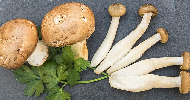 various mushrooms