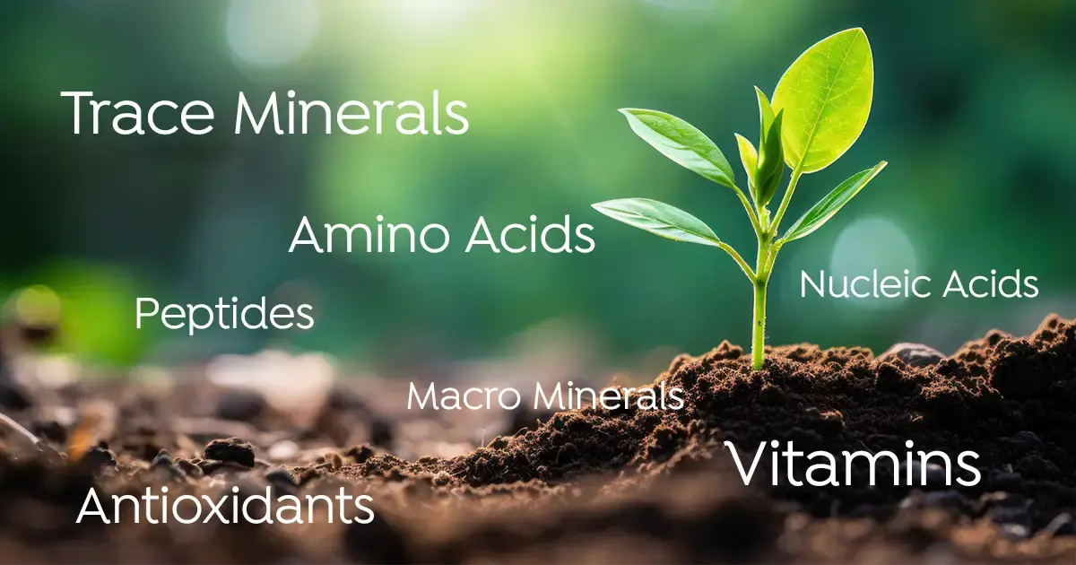 Fulvic_Acid_Guide Mineral-rich soil with plant budding